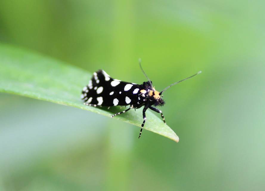 Euplocamus anthracinalis - fésűscsápú korhadékmoly