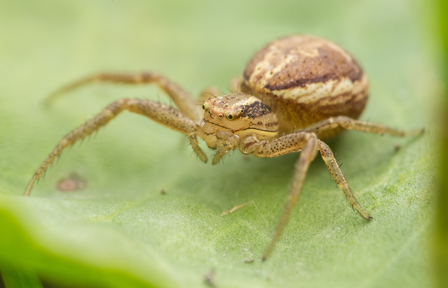Xysticus ulmi - cserje-karolópók
