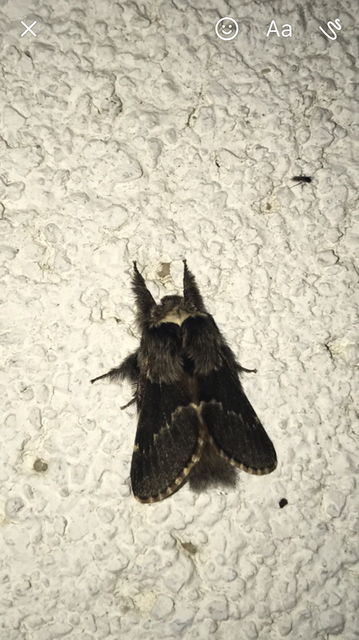 Poecilocampa populi - nyárfaszövő