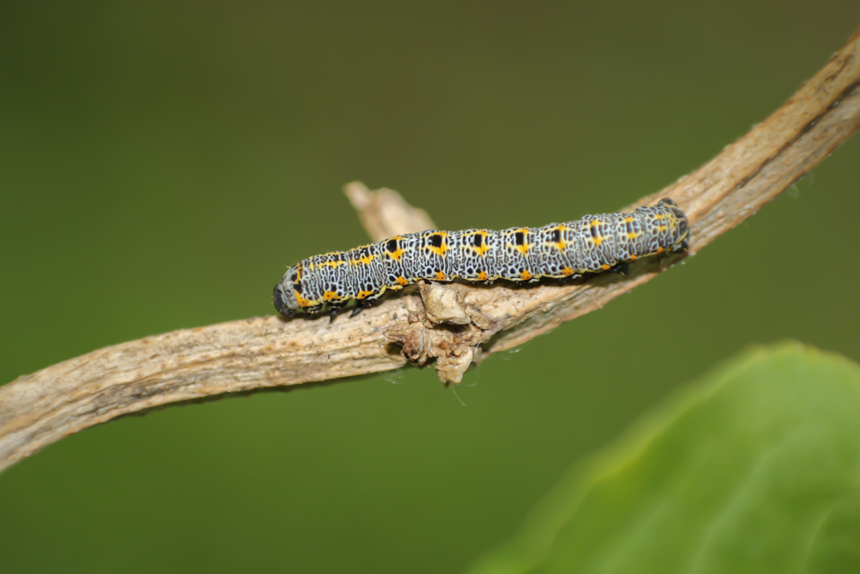 Artiora evonymaria - kecskerágó-araszoló