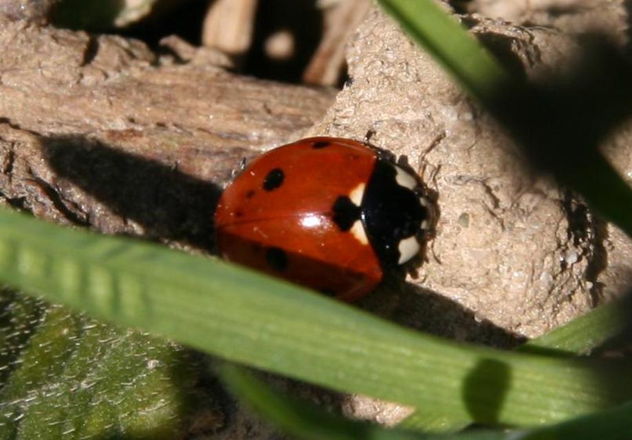 Coccinella septempunctata - hétpettyes katica