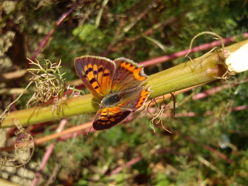 Lycaena phlaeas - közönséges tűzlepke