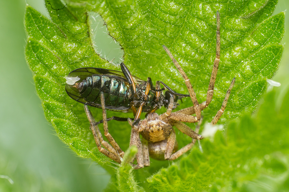 Philodromus