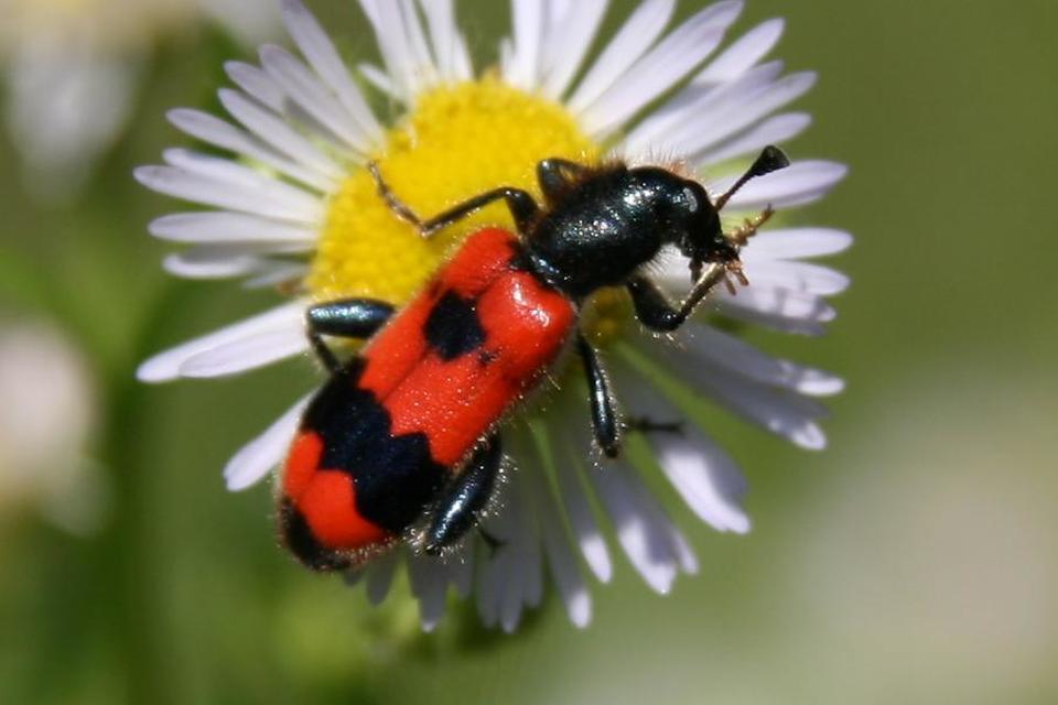 Trichodes apiarius - szalagos méhészbogár