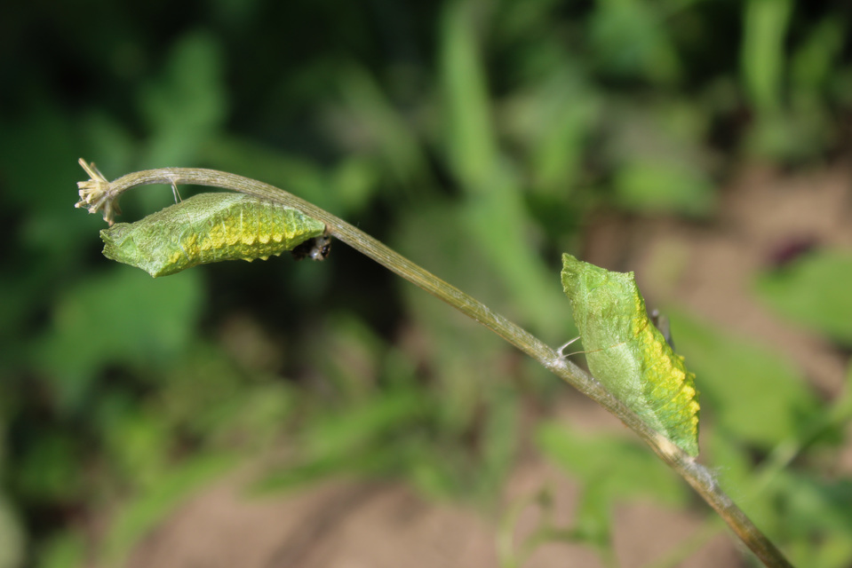 Papilio machaon - fecskefarkú lepke