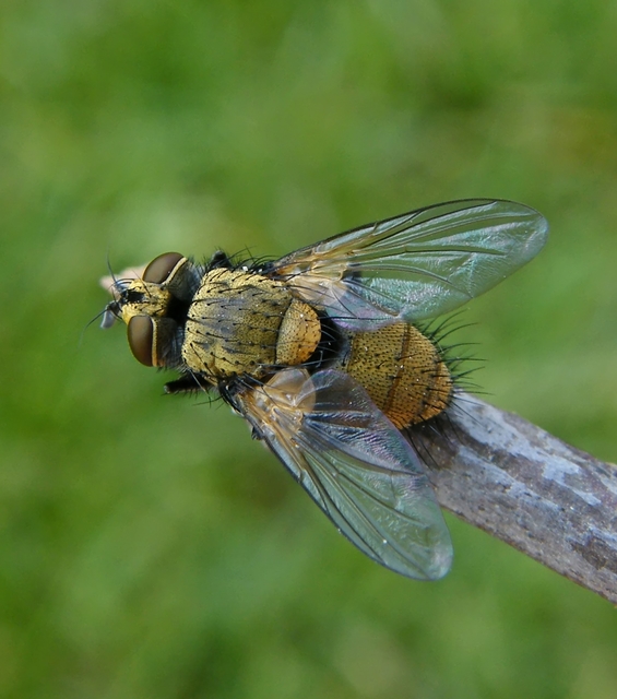 Tachinidae - fürkészlegyek