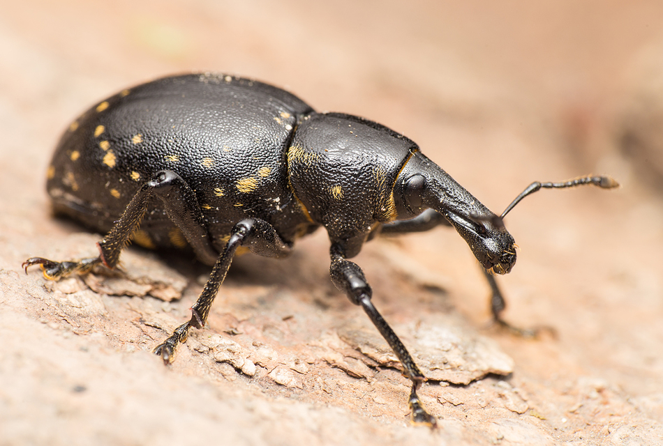 Liparus glabrirostris - közönséges acsalapuormányos