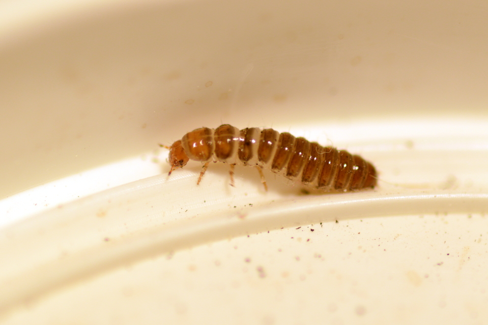 Mycetophagidae - gombabogárfélék