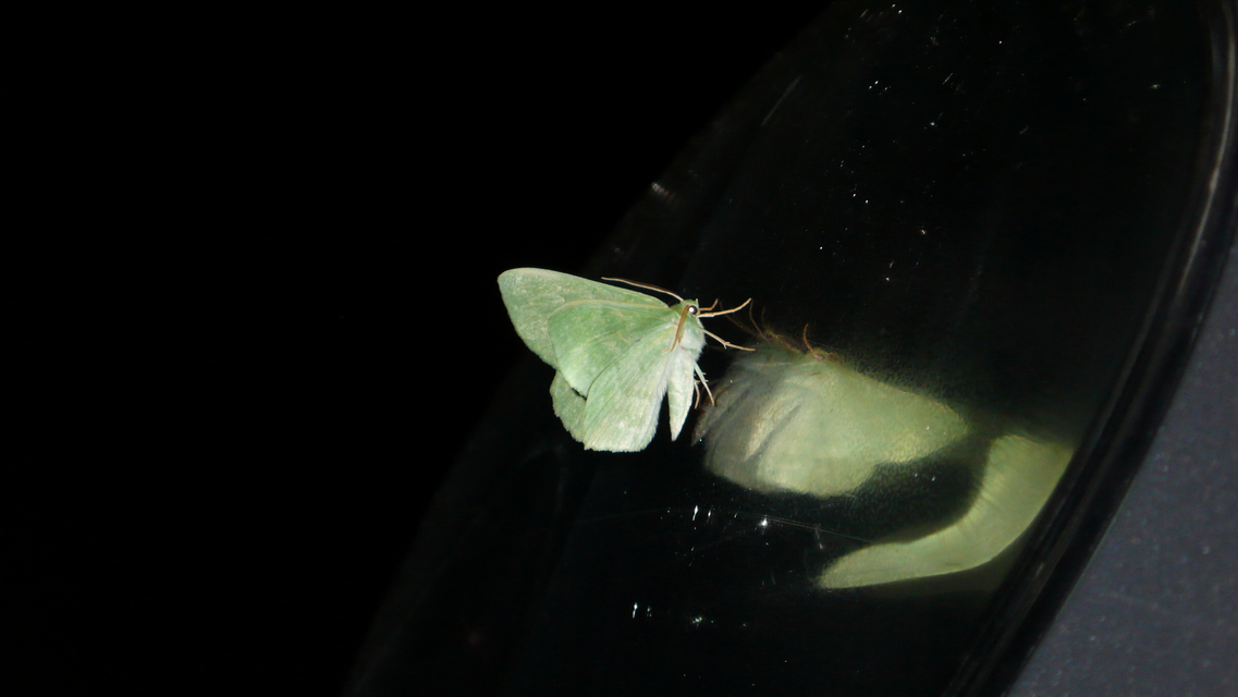 Geometra papilionaria - nagy zöldaraszoló