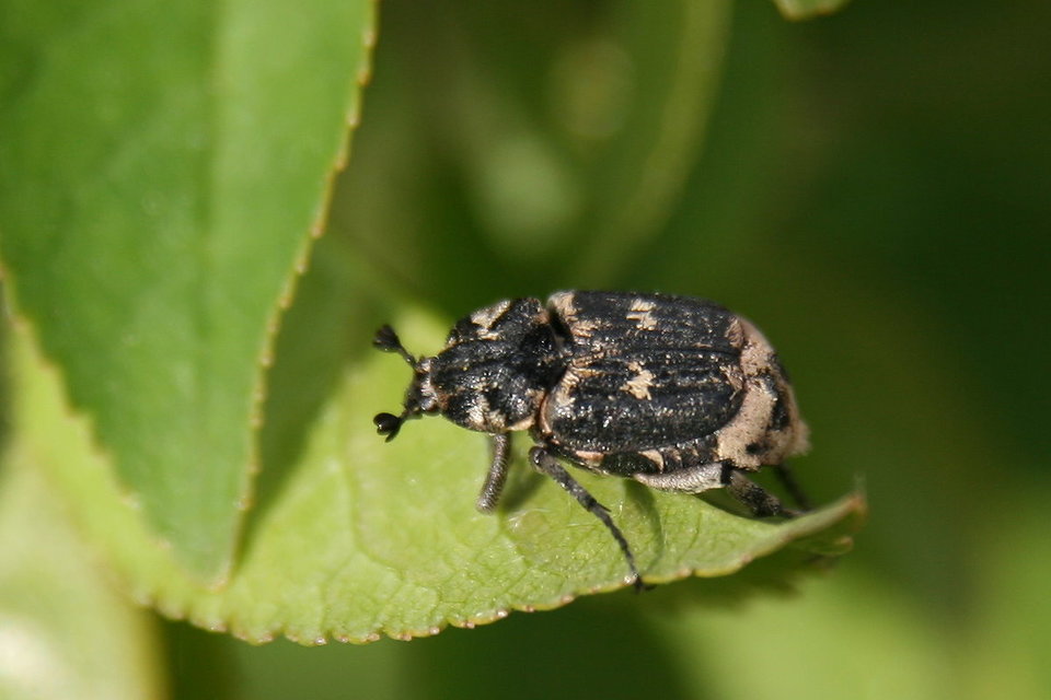 Valgus hemipterus - suta virágbogár