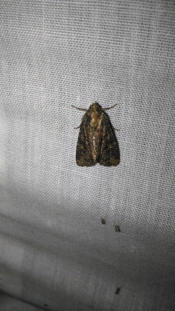 Mesapamea secalella/secalis