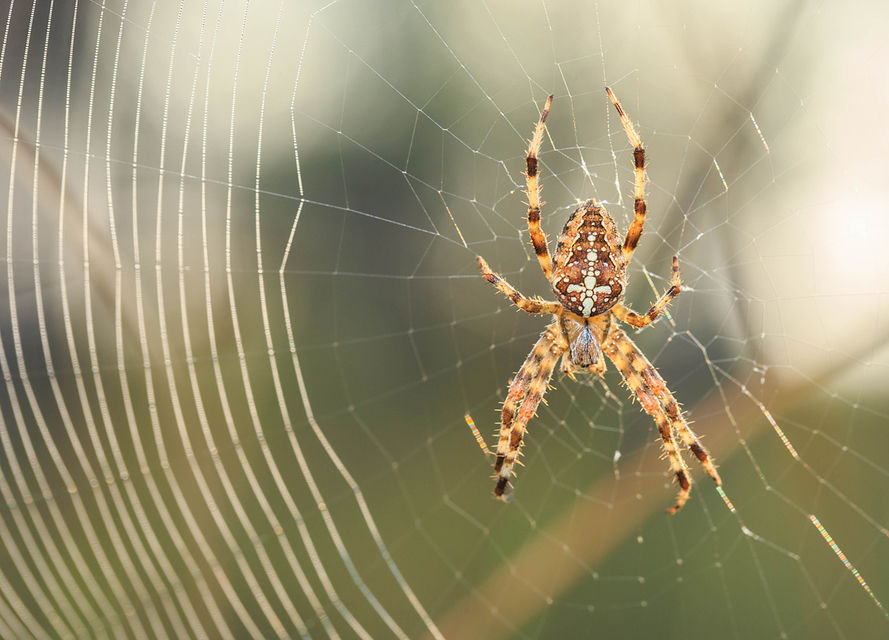 Araneus diadematus - koronás keresztespók