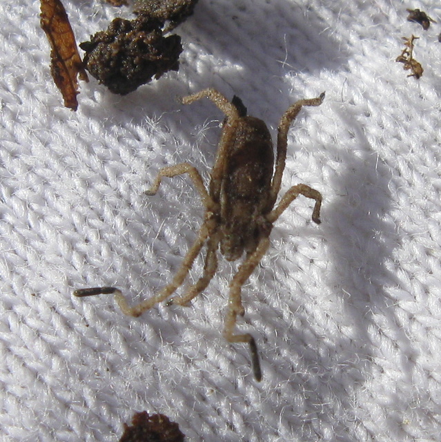 Trogulus