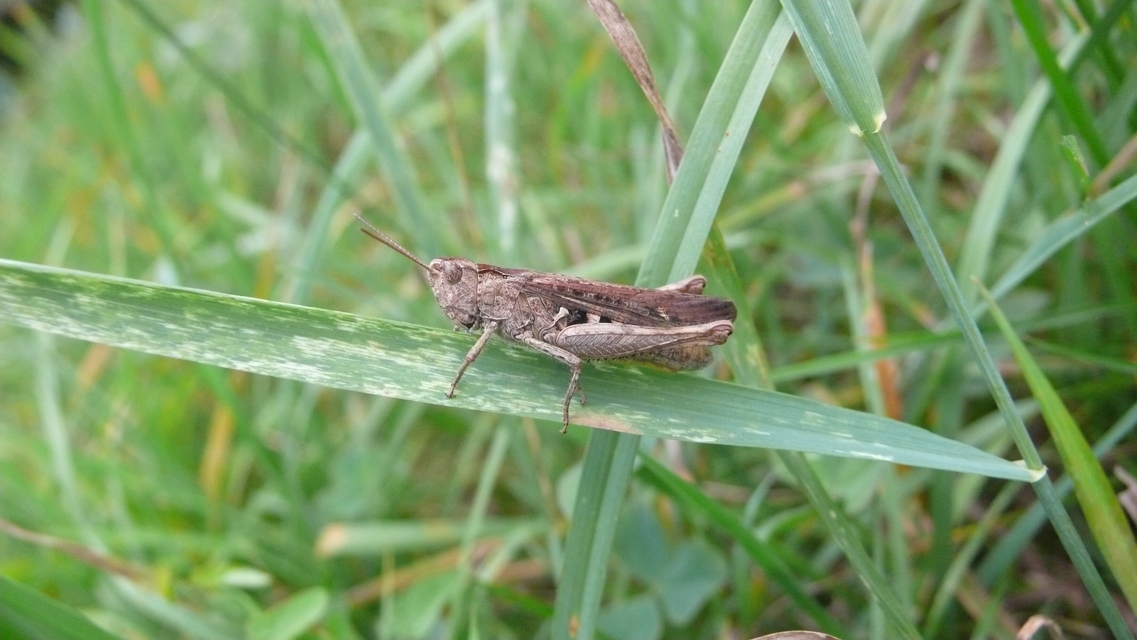 Chorthippus (Glyptobothrus) (subgenus)