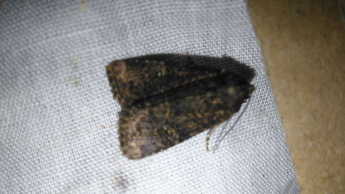 Craniophora ligustri - fagyalbagoly