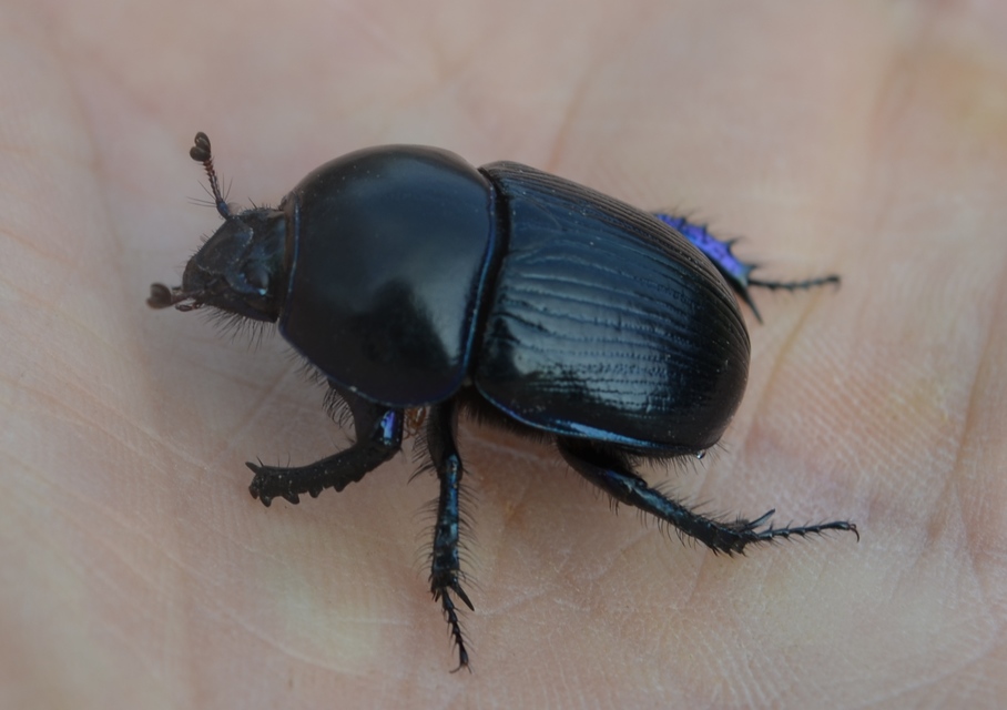 Geotrupes spiniger - közönséges álganéjtúró