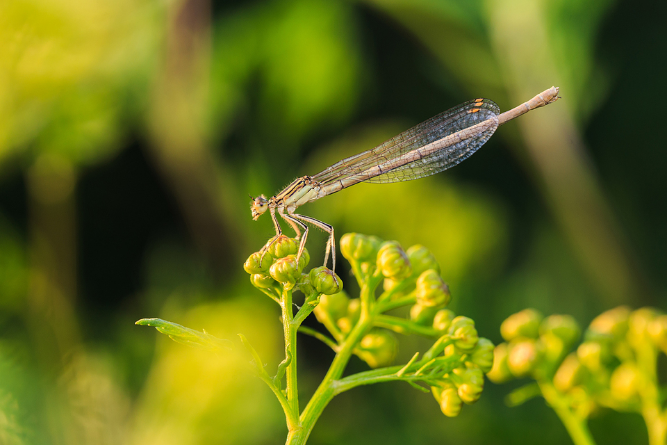 Platycnemis pennipes - széleslábú szitakötő
