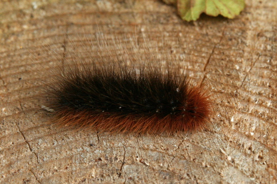 Arctia caja - közönséges medvelepke