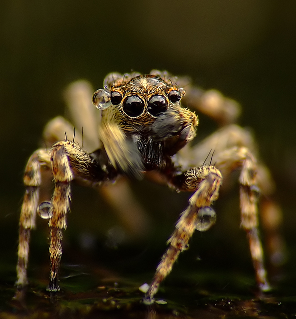 Salticidae - ugrópókok
