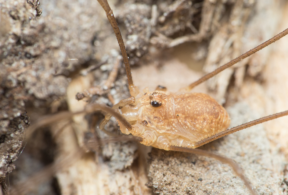 Rilaena triangularis
