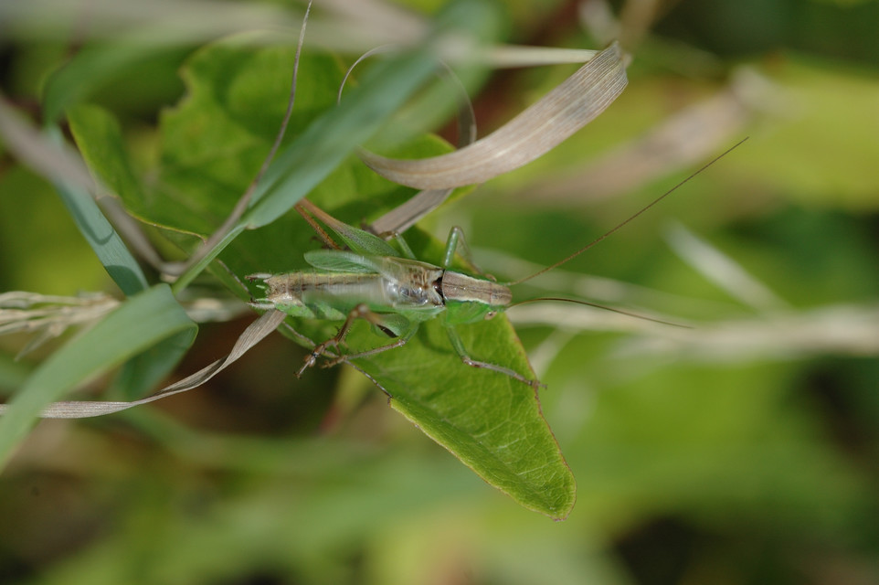 Bicolorana bicolor - halványzöld rétiszöcske