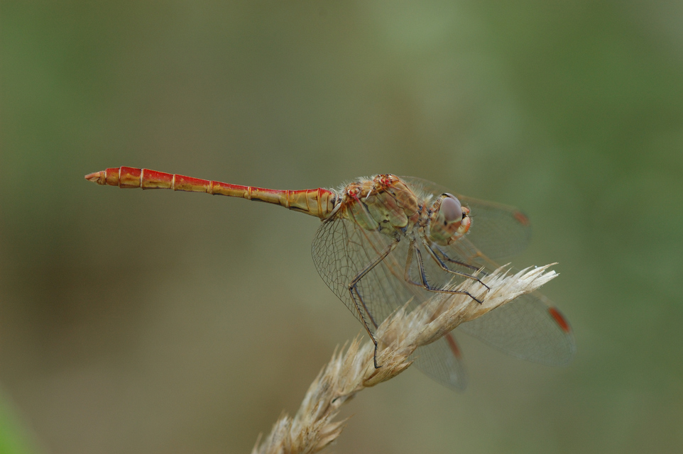 Sympetrum meridionale - fakó katona-szitakötő