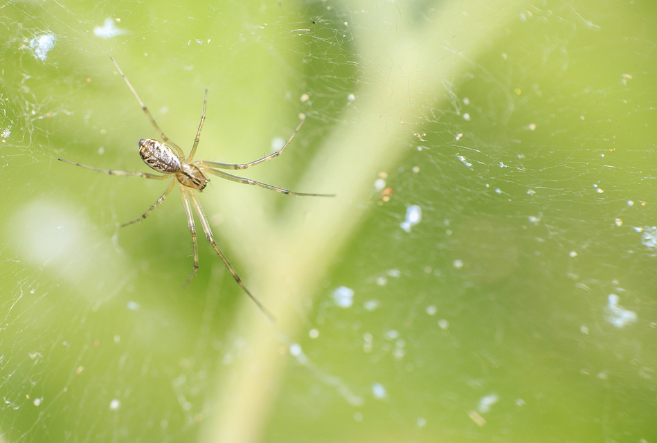 Linyphia triangularis - háromszöges vitorláspók
