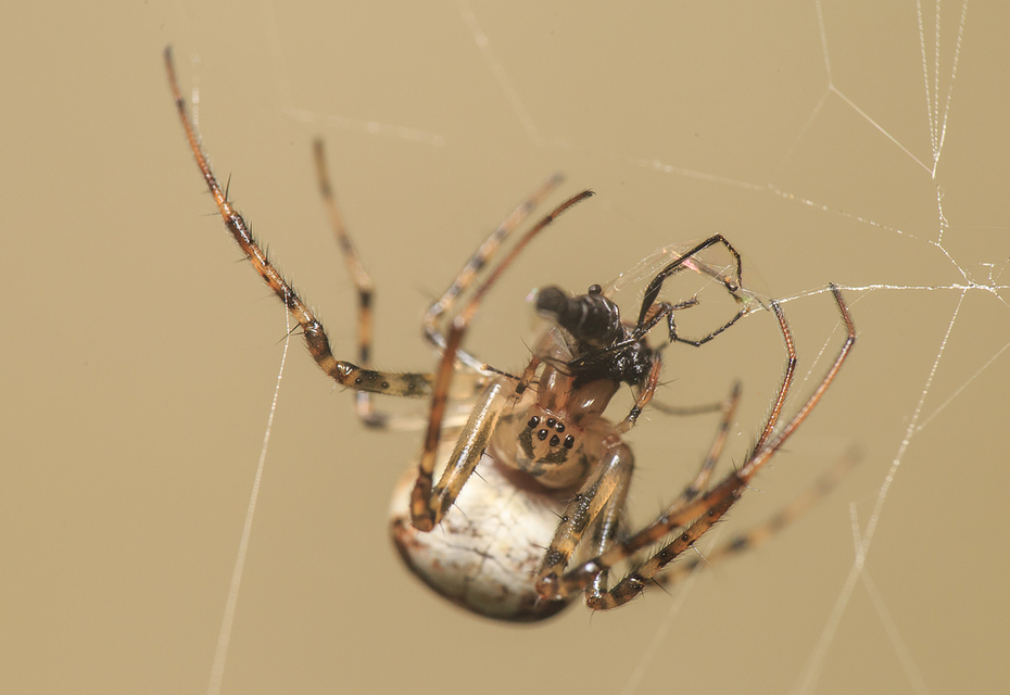 Metellina segmentata/mengei