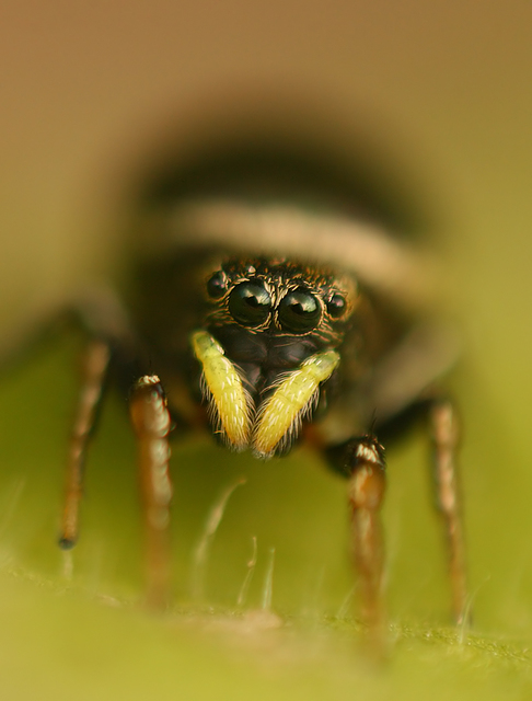 Heliophanus