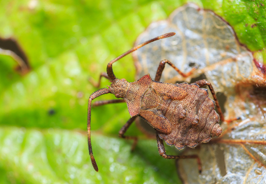 Coreus marginatus - közönséges karimáspoloska