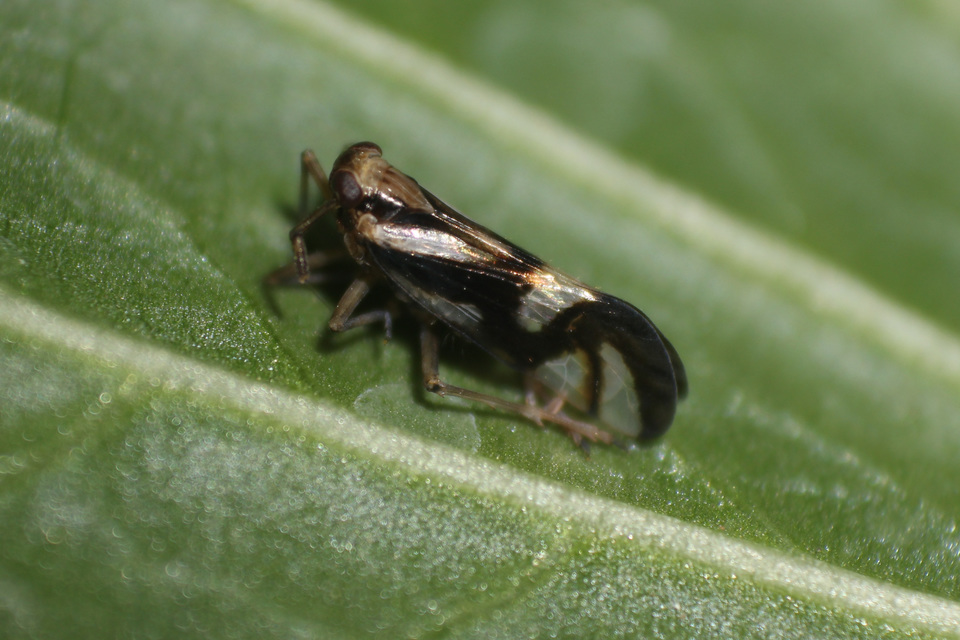 Delphax crassicornis Delphax crassicornis