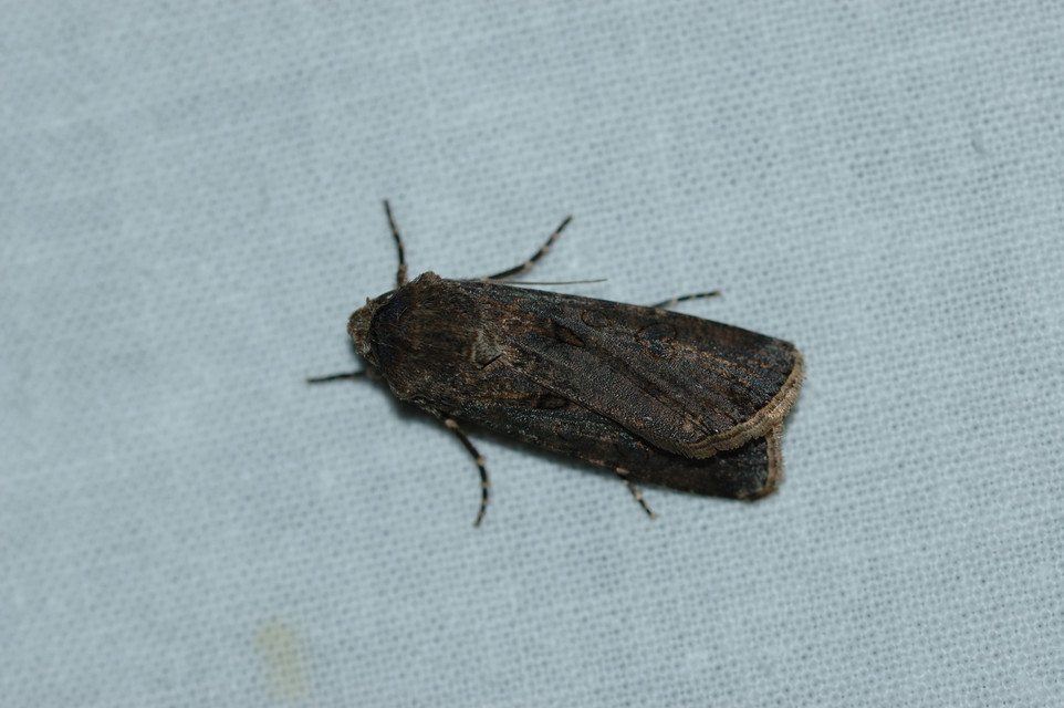 Agrotis exclamationis - felkiáltójeles földibagoly