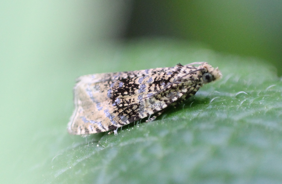 Celypha lacunana - vízparti tükrösmoly