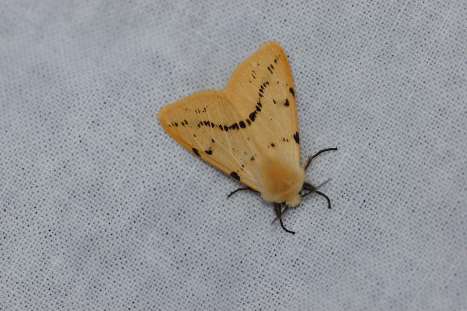 Spilarctia lutea - sárgás medvelepke