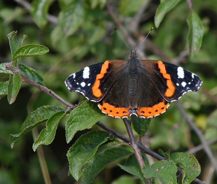 Vanessa atalanta - atalantalepke