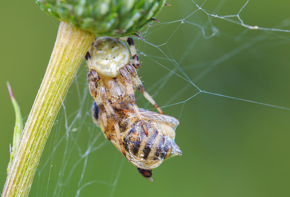 Araneus quadratus - négyes keresztespók