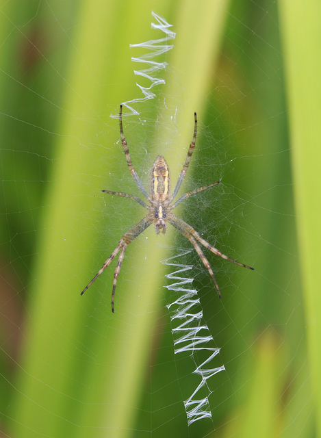 Argiope bruennichi - darázspók