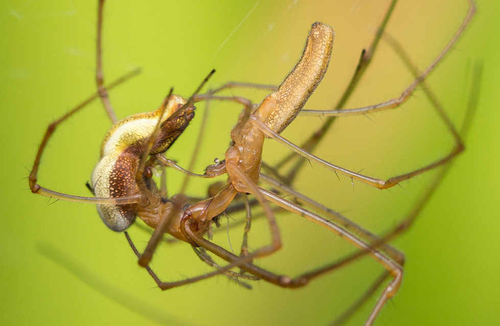 Tetragnatha