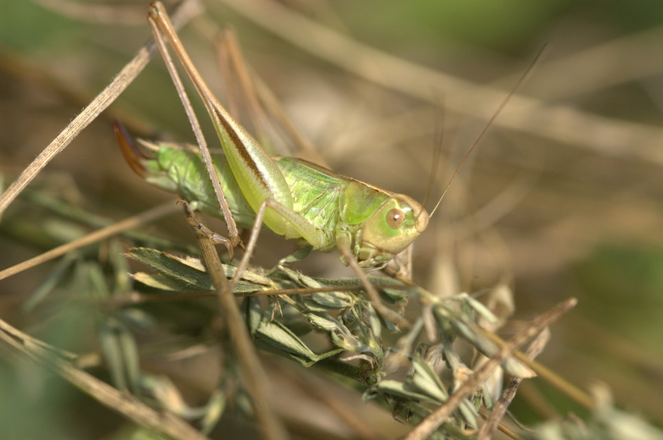 Bicolorana bicolor - halványzöld rétiszöcske