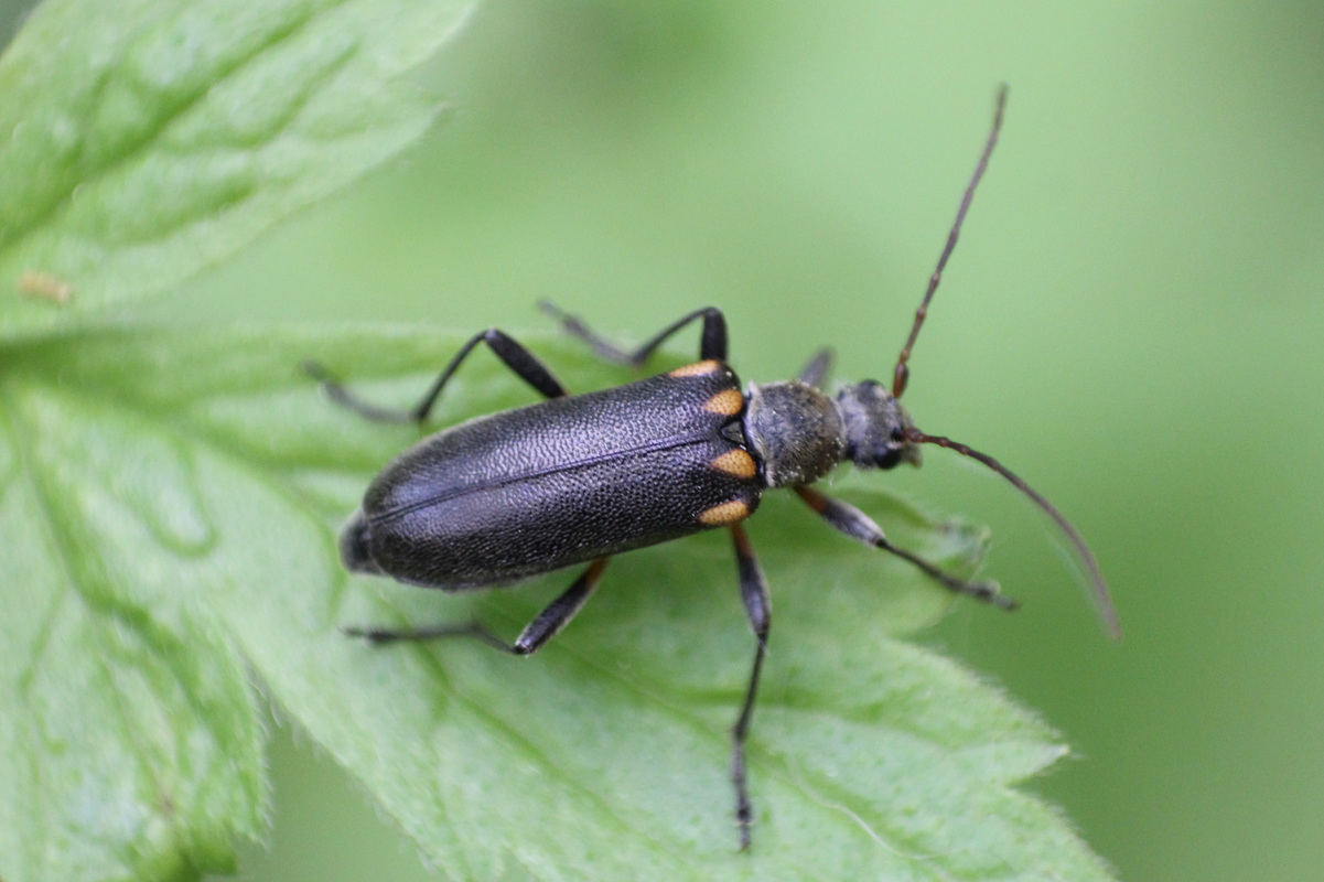 Cortodera humeralis - négyfoltos cserjecincér