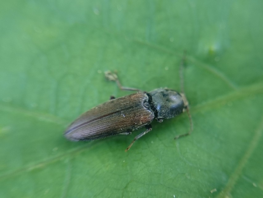 Dicronychus cinereus - szürke szívespattanó