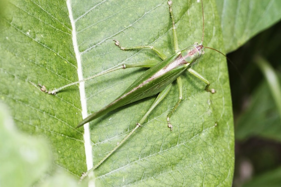 Tettigonia viridissima - zöld lombszöcske