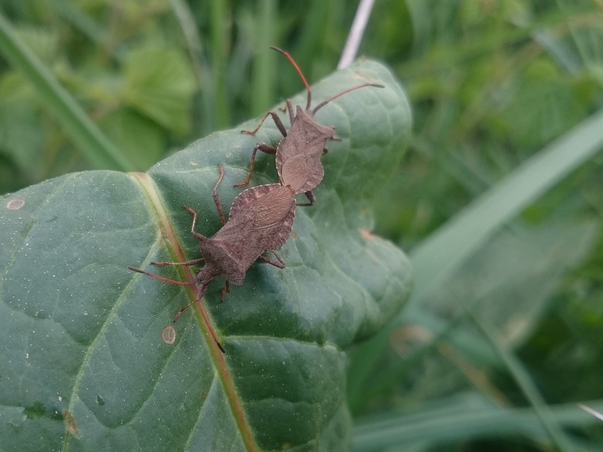Coreus marginatus - közönséges karimáspoloska