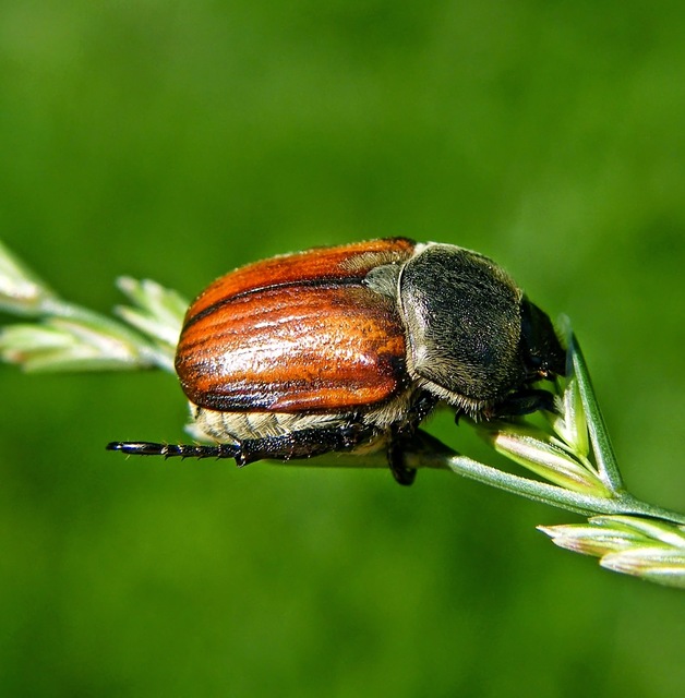Anisoplia tempestiva - gabonaszipoly