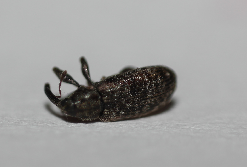Dorytomus