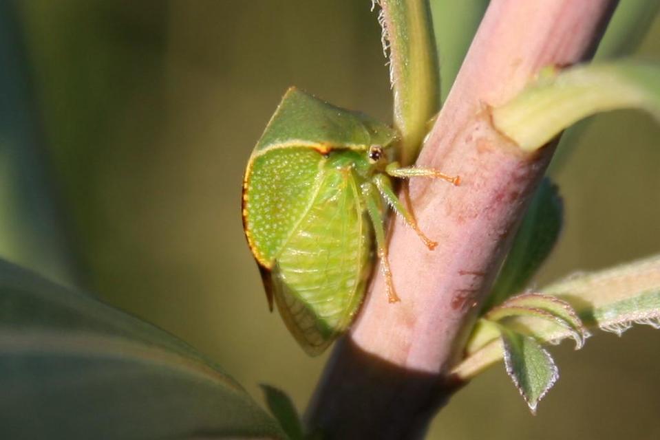 Stictocephala bisonia - bivalykabóca