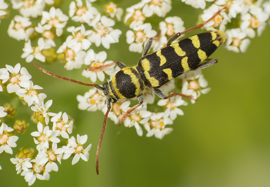 Echinocerus floralis - lucerna-darázscincér
