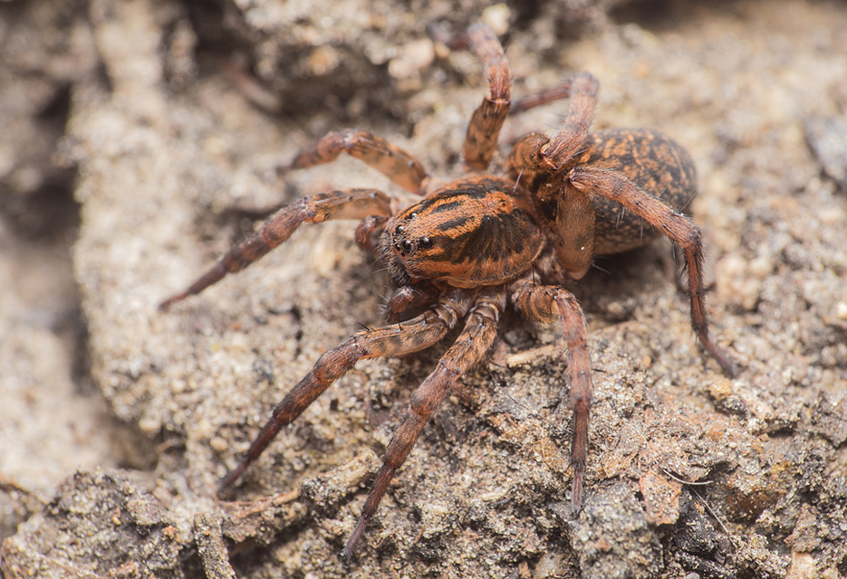 Trochosa