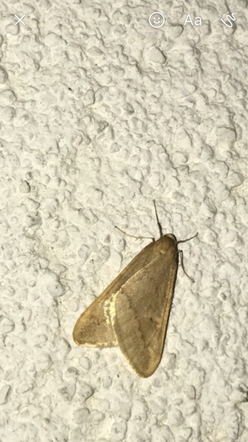 Alsophila aceraria - juhararaszoló