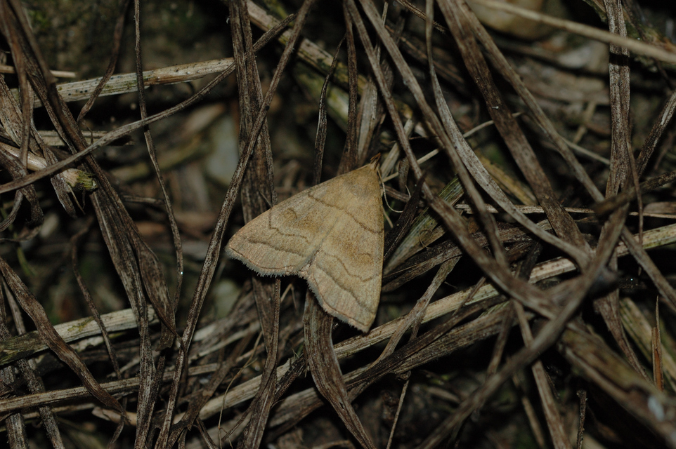 Herminia tarsicrinalis - szőröslábú karcsúbagoly